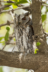 Fototapeta premium Petit duc scops, Hibou petit duc, Otus scops, Eurasian Scops Owl