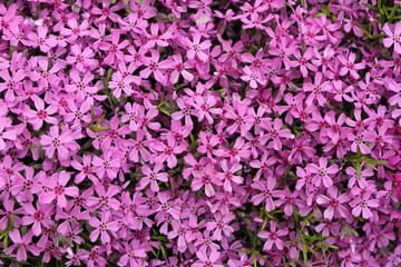 Many purple flowers