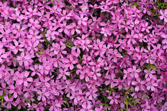 Fototapeta Many purple flowers