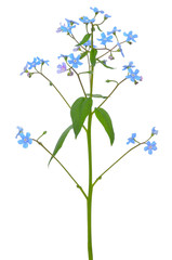 Forget-me-not flower