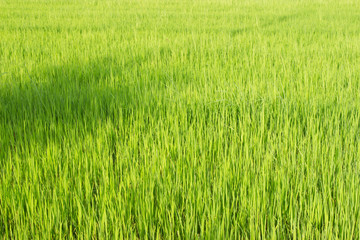 Green rice fields in Thailand. Fresh spring green grass.Cornfield background. Rice Background
