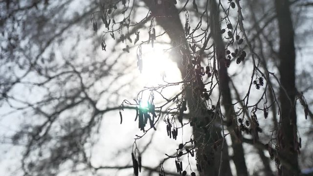 Dry alder branch glare of the sun, sunlight swinging in the wind forest winter landscape