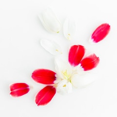 Tulip petals on white background. Flat lay, top view. Valentines Day background.
