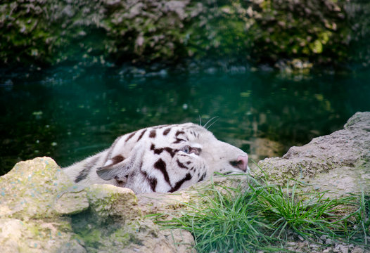 White tiger hiding in the ambush (selective focus on the tiger eyes)