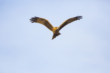 Obraz premium a flying hawk