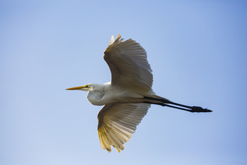a flying egret