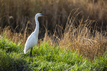 an egret in the grass