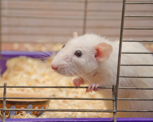 Cute curious white rat looking out of a cage (selective focus on the rat eyes and nose) - Powered by Adobe