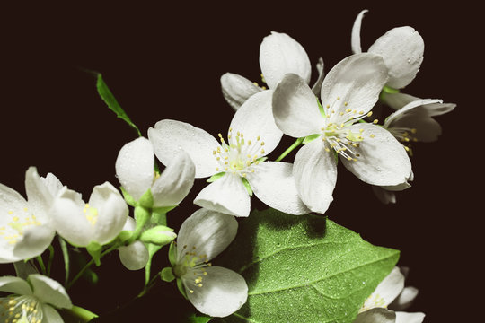 Fototapeta White jasmine flowers