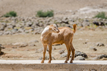 Younger goat standing in concrete wall and looking over its shoulder in Atlas Mountains of Morocco, North Africa