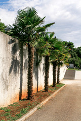 Fototapeta na wymiar Palm trees by the wall