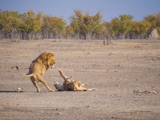 Male and female lion in a rough and action filled play, Etosha National Park, Namibia, Africa