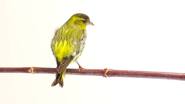male siskin isolated on a white background, studio