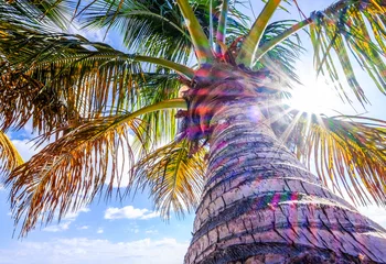 Zelfklevend Fotobehang Palmboom phoenix palm tree