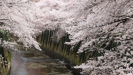 Sakura along Kanda River in Tokyo, Japan 