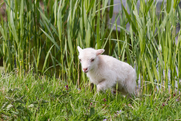 Lamb on the waterside in Holland