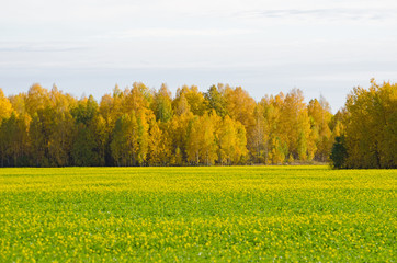 Obraz premium Autumn forest yellow flowers field grass forest trees