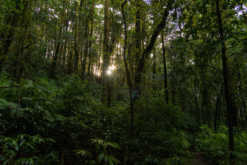 Abstract Pine forest in fog.(Kew Mae Pan Nature Trail,Chiang Mai