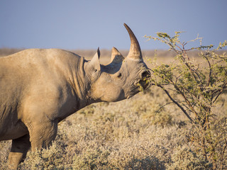 Fototapeta premium Portrait of large endangered black rhino feeding on small bush in Etosha National Park, Namibia, Africa