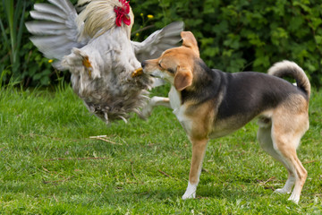 Dog and rooster friendly fight