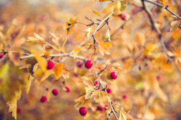 bright red berries and yellow leaves of hawthorn