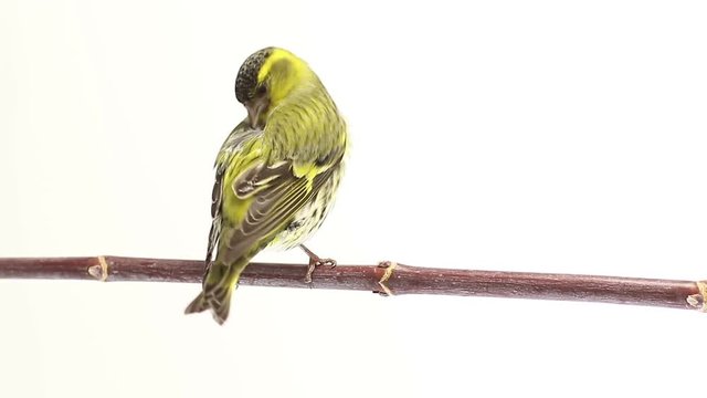 male siskin isolated on a white background, studio