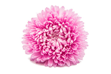 asters flower isolated