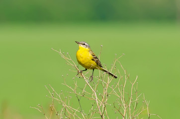Yellow bird on the grass on the field in summer