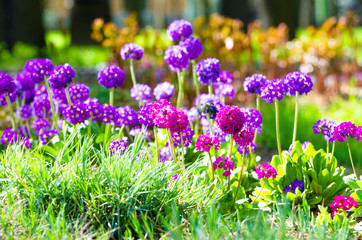Obraz premium Purple flowers grass spring flower beds