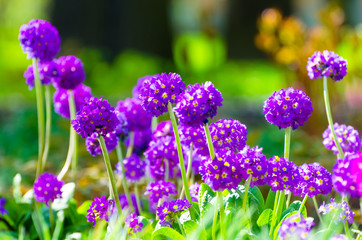 Fototapeta premium Purple flowers grass spring flower beds