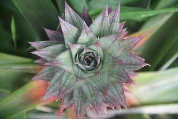 Top view of growing pineapple. Seen crown and leaves.