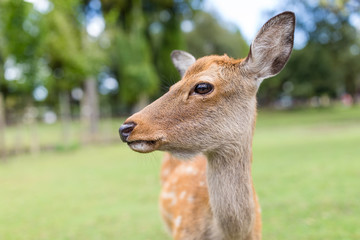 Wild deer
