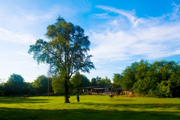Trees in the Garden for background