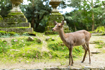 Naklejka na ściany i meble Wild deer at japanese temple