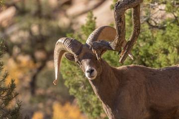 Desert Bighorn Sheep Ram in Utah