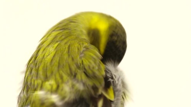 male siskin isolated on a white background, studio