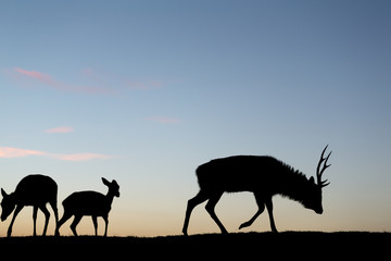 Silhouette of deer at evening