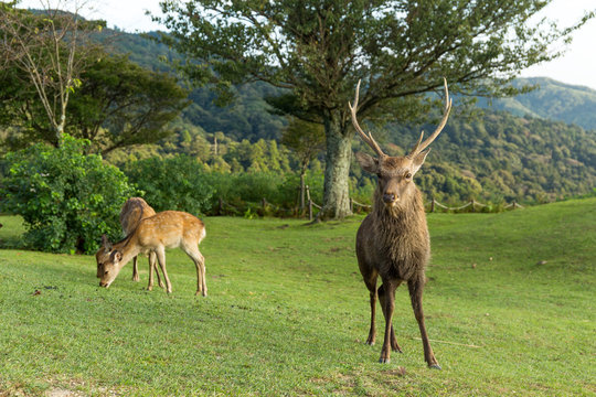Male deer at mountain
