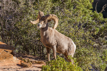 Desert Bighorn Sheep Ram in Utah