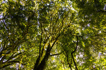 Abstract Pine forest in fog.(Kew Mae Pan Nature Trail,Chiang Mai