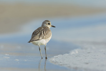 grey plover