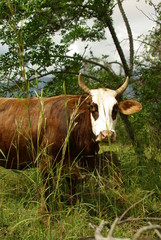 animaux Colombie