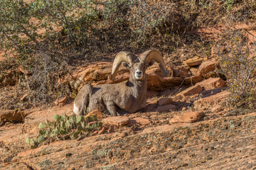 Desert Bighorn Sheep Ram in Utah