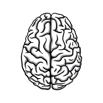 Black & white human brain illustration