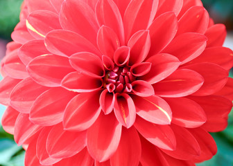 Dahlia red Gaysorn and beautiful flowers