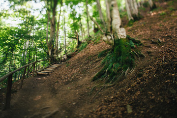 Fototapeta premium Mountain forest in Carpathians
