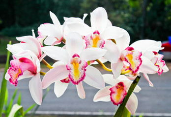 White orchid petals in the garden