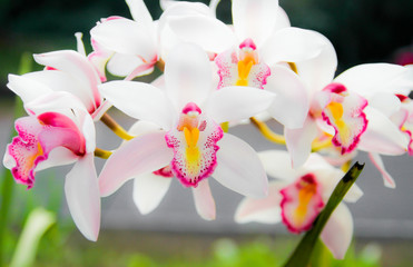 White orchid petals in the garden