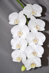 Fototapeta na wymiar Weiße Blütenrispe einer Schmetterlingsorchidee - Phalaenopsis