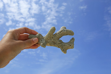 hand hold the coral